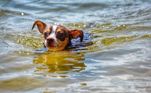Quelles techniques pour débuter en tricot ou en crochet ?